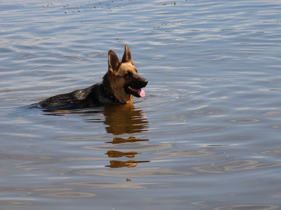 dog floaties walmart