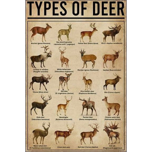 Types of Deer poster 11 x 17 Inch Poster