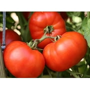 Proven Winners 12" Multi-color Tomato Garden Treasure Live Plants Grower Pot (8 Pack)
