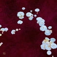 thumbnail image 3 of Tenoever, William 20x20 Black Modern Framed Museum Art Print Titled - White Mushrooms Ver4, 3 of 5