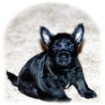 thumbnail image 2 of CafePress - Cairn Terrier Tote Bag - Unisex Canvas Tote Bag, Beige, 1-Piece, 2 of 7