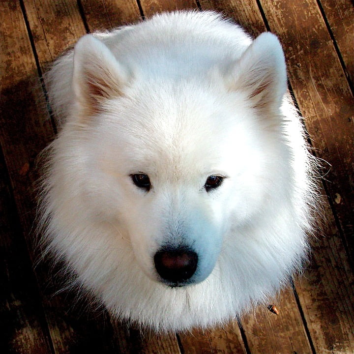 happy samoyed