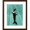 thumbnail image 2 of Megalodon Prehistoric Shark with Human, Animals Figurative Scenic Framed Art Print Wall Art by Christian Darkin Sold by Art.Com, 2 of 5