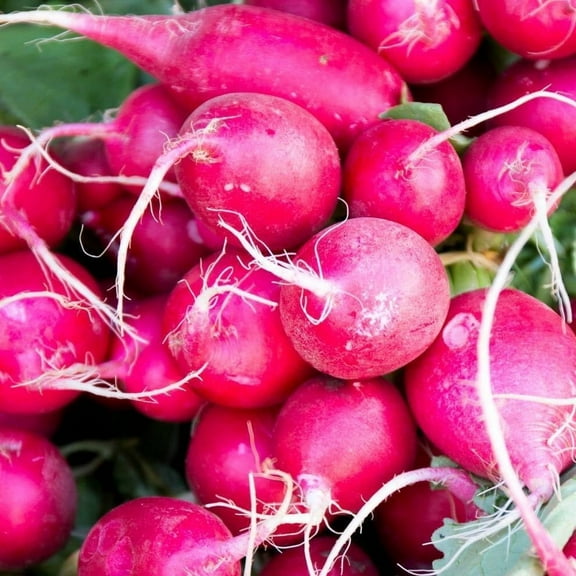 TomorrowSeeds - Pink Celebration Radish Seeds - 1200  Count - For 2026 Planting Raphanus Sativus Hot