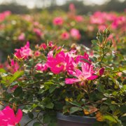 Perfect Plants Pink Drift® Rose 3 Gallon