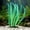 💖Green_New#443, variant on Aquarium Decorations, Artificial Aquatic Plants Soft Silica with Base for Saltwater Tank Decor, Realistic Low Maintenance