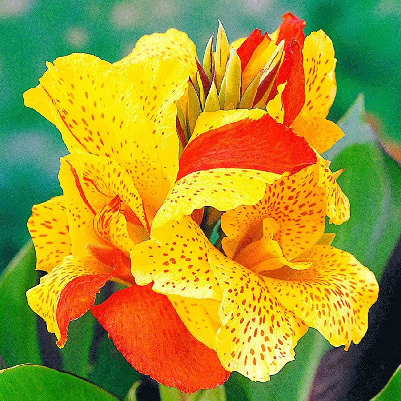 Canna Lily Bulbs - Cleopatra - 4 Bulbs - Red/Yellow Flower Bulbs,  Bulb  Attracts Bees, Attracts Butterflies, Attracts Hummingbirds, Attracts Pollinators, Easy to Grow & Maintain, Fast Growing - image 2 of 3