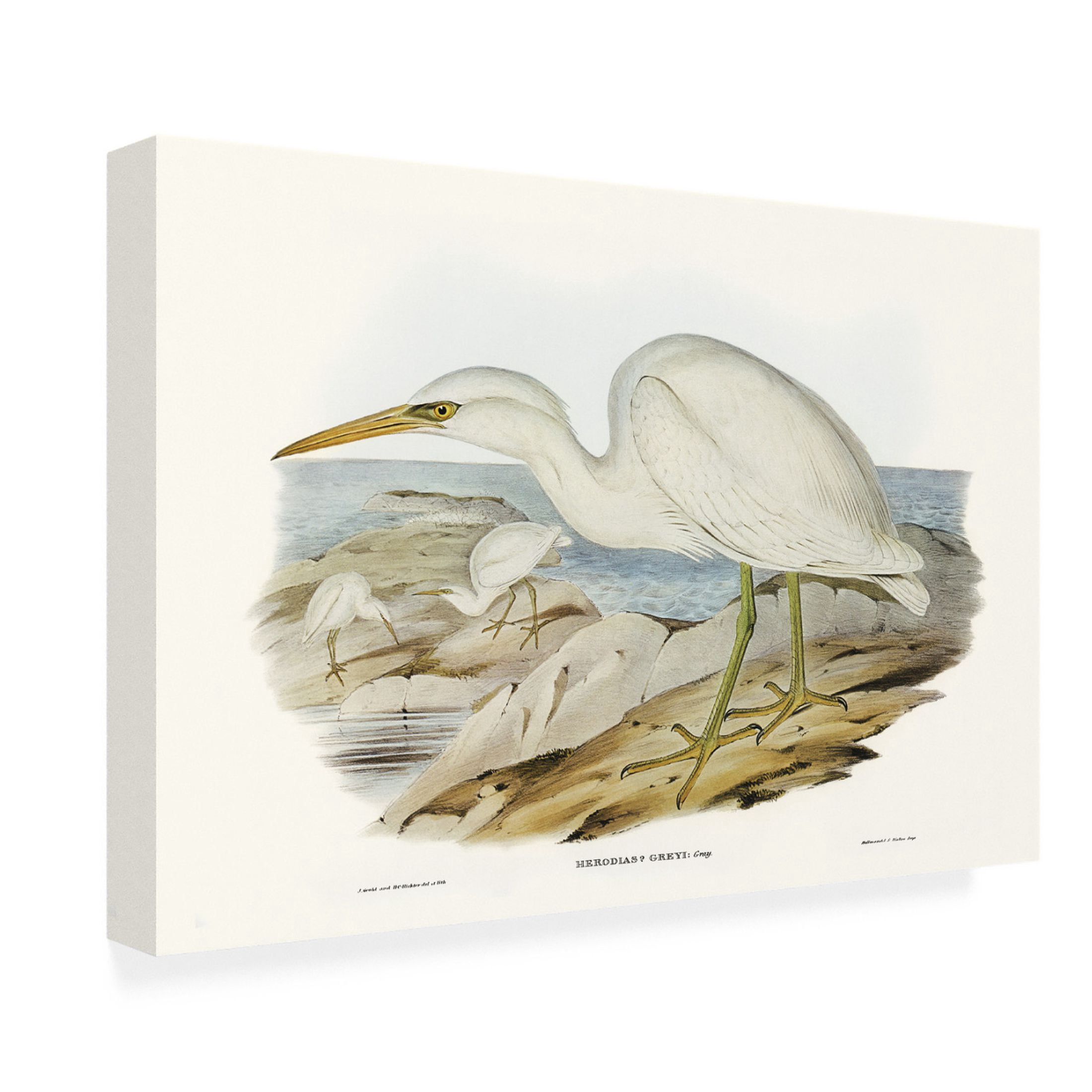 Trademark Fine Art Elizabeth Gould Majestic Waterbird II Canvas Wall Art