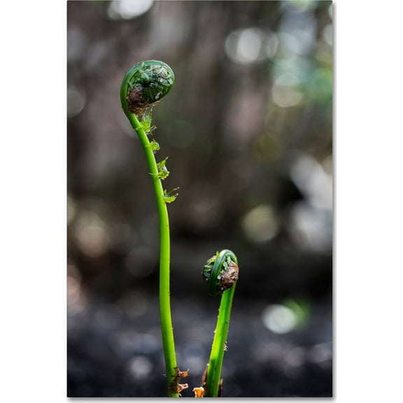 Trademark Fine Art "Fern Unfolding" Canvas Art by Kurt Shaffer