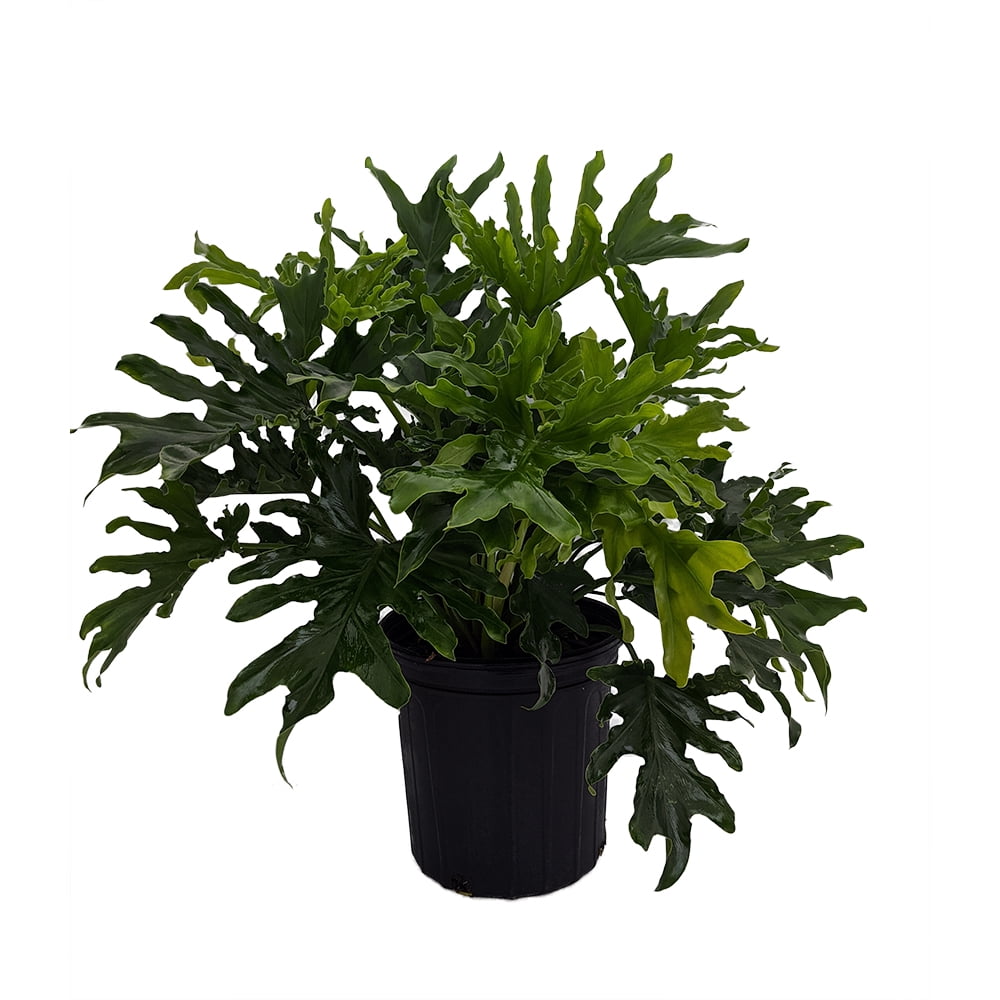Hirt�s Gardens® Lickety Split Philodendron Easy to Grow