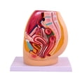 thumbnail image 3 of Milaget Pelvis Reproductive Anatomy Model Detailed Structure Hospital Color Labeling Female, 3 of 9
