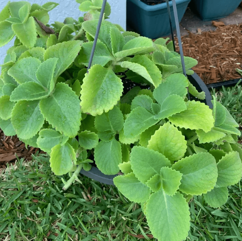Set of 2 Cuban Oregano Live Plants 4-6 Inch Tall, Mexican Mint & Spanish Thyme Herb Plants, Fragrant Indoor & Outdoor Garden Herb