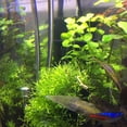 thumbnail image 3 of Electronicheart Fish Tank Aquarium Stainless Tube Diffuser Dioxide Atomiser silver 30cm L 1Set, 3 of 6