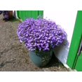 thumbnail image 2 of 200 LILAC Purple LOBELIA REGATTA Lobelia Erinus Flower Seeds, 2 of 5