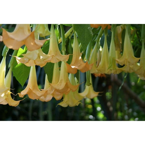 Brugmansia suaveolens Yellow | 10_Seeds