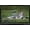 Black Framed Version, variant on The Comedy Wildlife Photography Awards: Delphine Casimir - The Rainforest Dandy Wall Poster, 22.375" x 34"