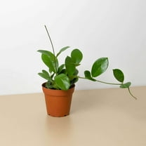 Hoya Australis Live Plant for Indoor | Different Houseplants in 4'' & 6'' Pot | Real House Plant for Living Room, Office, Desk & Bathroom | Waxvine, Honey plant, Porcelain Flower |