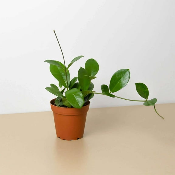 Hoya Australis Live Plant for Indoor | Different Houseplants in 4'' & 6'' Pot | Real House Plant for Living Room, Office, Desk & Bathroom | Waxvine, Honey plant, Porcelain Flower |