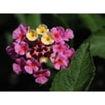 thumbnail image 2 of Bonin, Suzanne 32x25 Black Ornate Wood Framed with Double Matting Museum Art Print Titled - Lantana Camara, 2 of 4