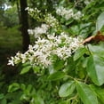 thumbnail image 2 of SINENSE LIGUSTRUM, 2 of 6
