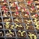 thumbnail image 3 of Fiudx Bandeja de 105 Celdas, Alta Eficiencia de Crecimiento, Material Libre de Bpa, Fácil Trasplante, Espacio de Crecimiento Independiente, Versátil para Vegetales y Flores, Paquete de 5/10, Bandeja, 3 of 5