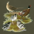 thumbnail image 3 of CafePress - Pheasant Family Dark T Shirt - Men's Classic Graphic Cotton T-Shirt, 3 of 4