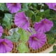 thumbnail image 5 of Hanging Basket Artificial Vine Silk Petunia Flowers For Outdoor/indoor, 5 of 5