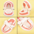 thumbnail image 1 of 1 unidad, modelo de enseñanza de dientes dentales, modelo de demostración Dental, modelo de dientes, modelo de dientes anatómicos para práctica de enseñanza ZefeiWu 8390606160737, 1 of 1
