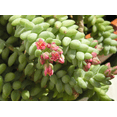 thumbnail image 5 of Donkey Tail Trailing Sedum Live for Planting, Trailing Succulent Hanging Plant for Indoor Outdoor in 4 Inch Pot, 5 of 6