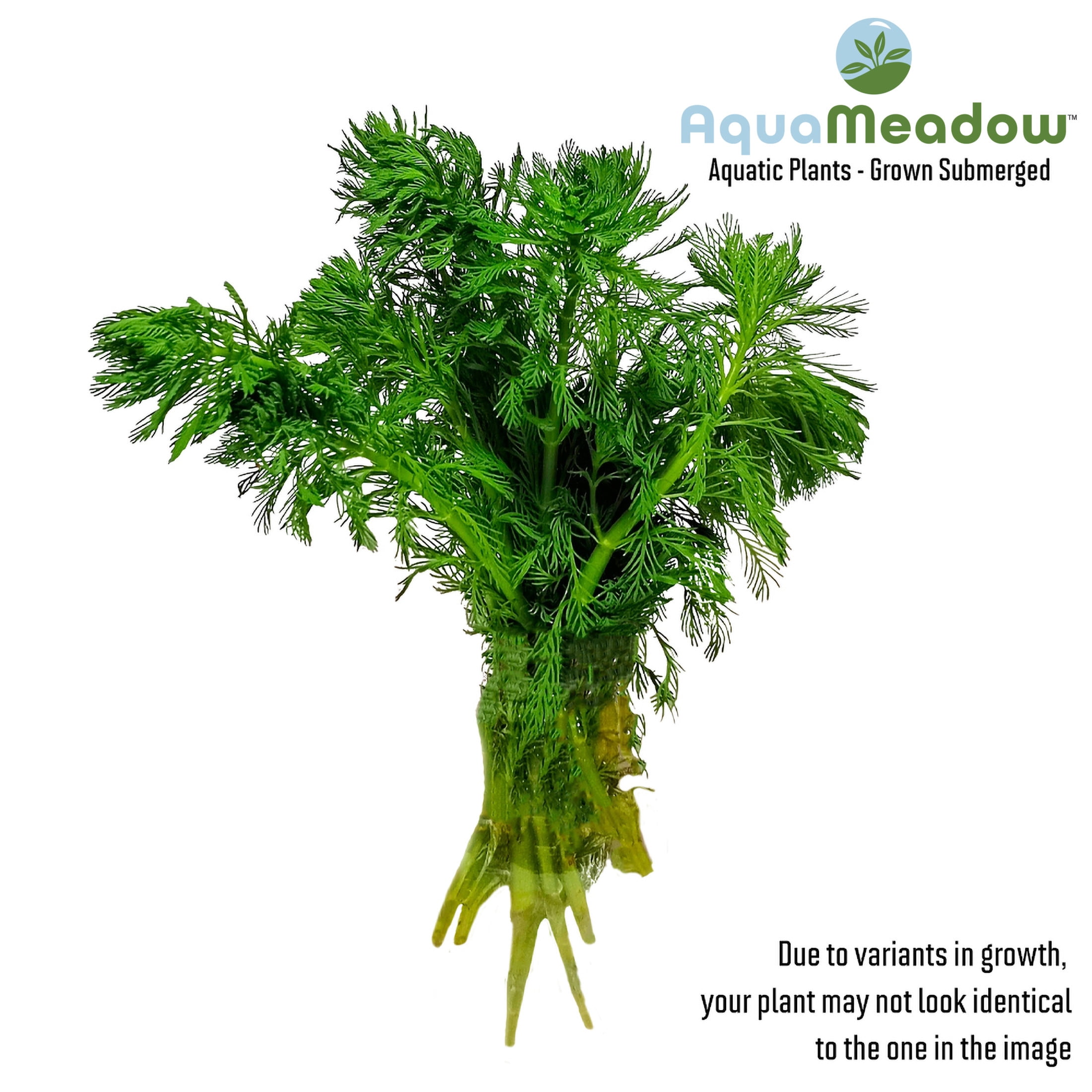 AquaMeadow Parrots Feather Plant Bunched Reg 3pk