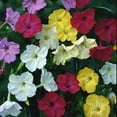 thumbnail image 2 of Outsidepride Four O'Clock Flower Seed Plant Mix - 1/4 LB, 2 of 2