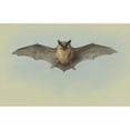 thumbnail image 3 of Archibald Thorburn 14x11 Black Modern Framed Museum Art Print Titled - Study of a Common Pipistrelle Bat, 3 of 5