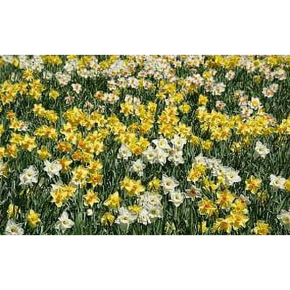 Mixed Daffodils (25 Bulbs) - Assorted Colors Daffodil Narcissus Bulbs