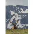 thumbnail image 2 of Illg, Cathy and Gordon 13x18 White Modern Wood Framed Museum Art Print Titled - Colorado, Rocky Mts Bull elk in velvet resting, 2 of 4
