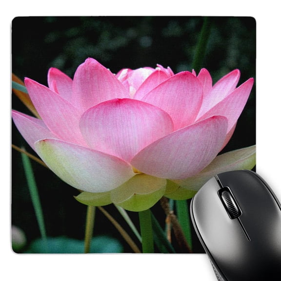 3dRose, A lotus flower beginning to open, MousePad