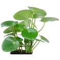 thumbnail image 3 of Raindrop Chinese Money Plant -  Peperomia polybotrya - 3.75" Pot, 3 of 4