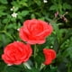 thumbnail image 5 of LED Rose Solar Flower Lights Luces de estaca de jardín decorativas al aire libre para Garden Yard Grave Jarrón Flores Decoración Rojo WD.WDQZL Hogar, 5 of 7