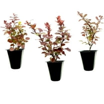 Barberry Rosy Glow 30 Live Plants Vibrant Dual-Toned Foliage, Ideal for Landscaping & Hedging, Hardy & Drought-Tolerant, Live Decorative Shrub Plant
