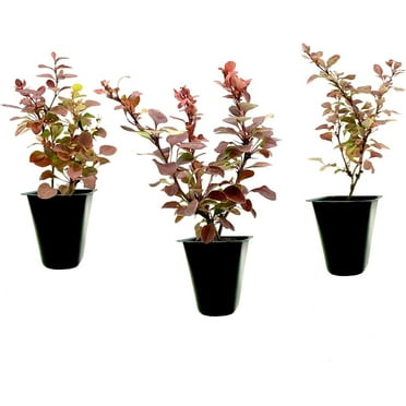Barberry Rosy Glow  30 Live Plants  Vibrant Dual-Toned Foliage, Ideal for Landscaping & Hedging, Hardy & Drought-Tolerant, Live Decorative Shrub Plant