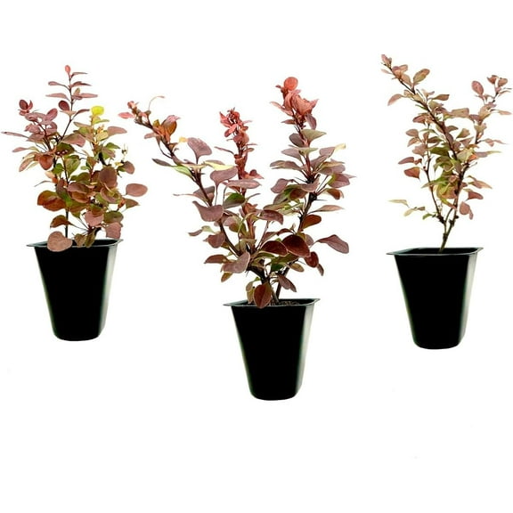 Barberry Rosy Glow 30 Live Plants Vibrant Dual-Toned Foliage, Ideal for Landscaping & Hedging, Hardy & Drought-Tolerant, Live Decorative Shrub Plant