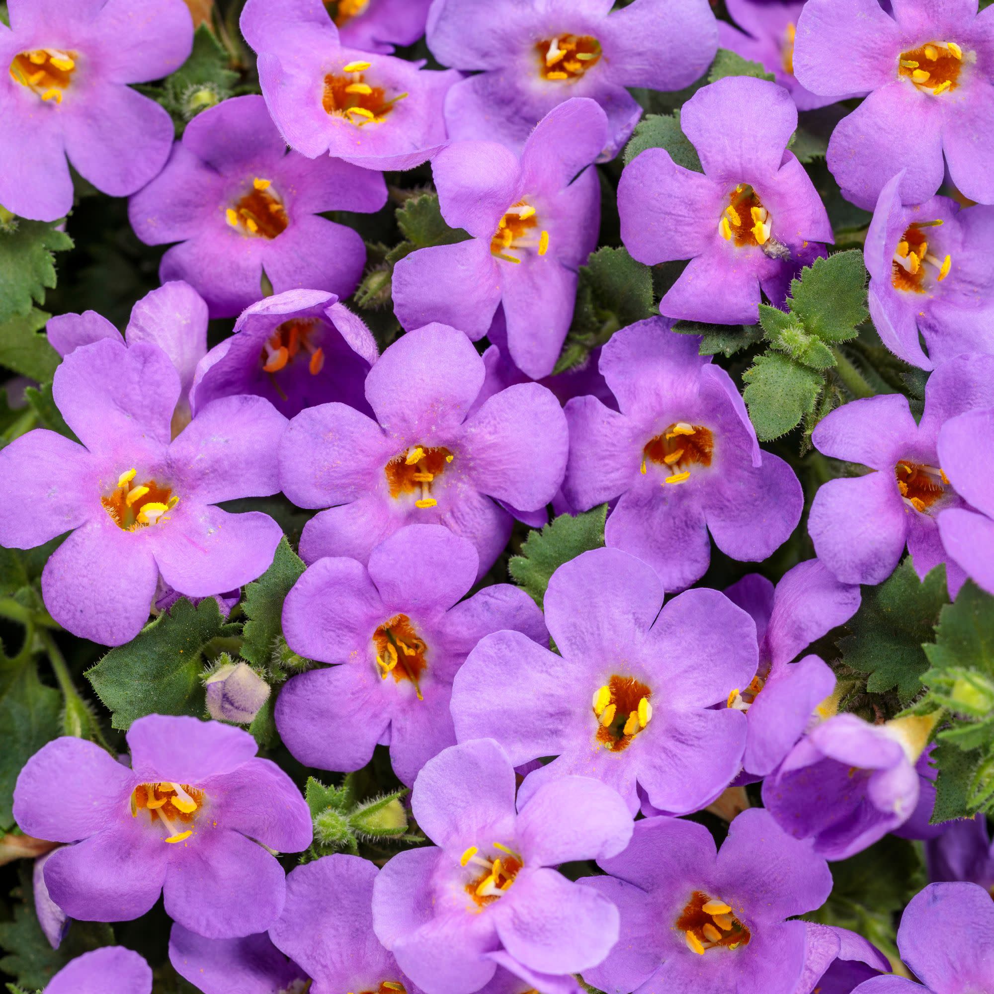 Proven Winners 4" Snowstorm Blue Bacopa Live Plant in 4.25" Pot (4 Count)