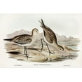 thumbnail image 2 of Gould, John 14x11 Black Ornate Wood Framed with Double Matting Museum Art Print Titled - Barred-rumped Godwit-Limosa uropygialis, 2 of 4