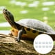 thumbnail image 2 of EeaseMX 24 cubos de calcio para sustrato de acuario de reptiles, mineral de calcio natural para tortugas., 2 of 8