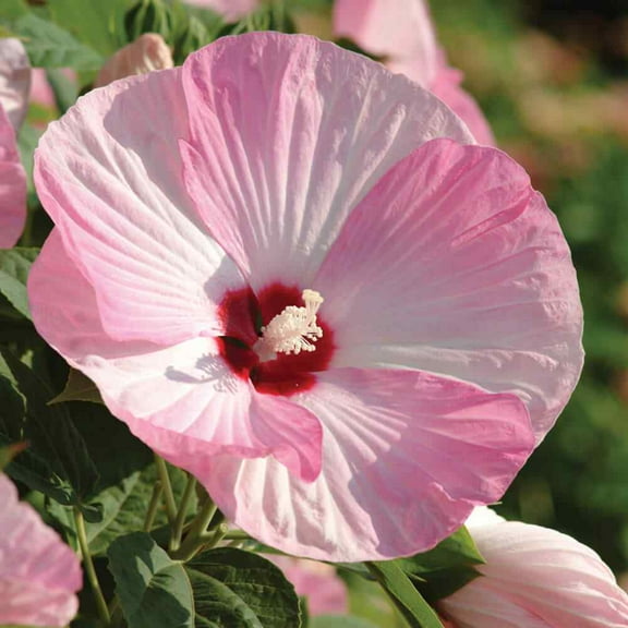 Outsidepride Hibiscus Luna Pink Swirl Flower Seeds - 20 Seeds
