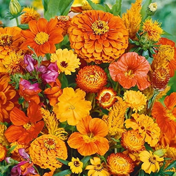 All Orange Wildflower Mix - 200  Seeds - Stunning All Orange Blend