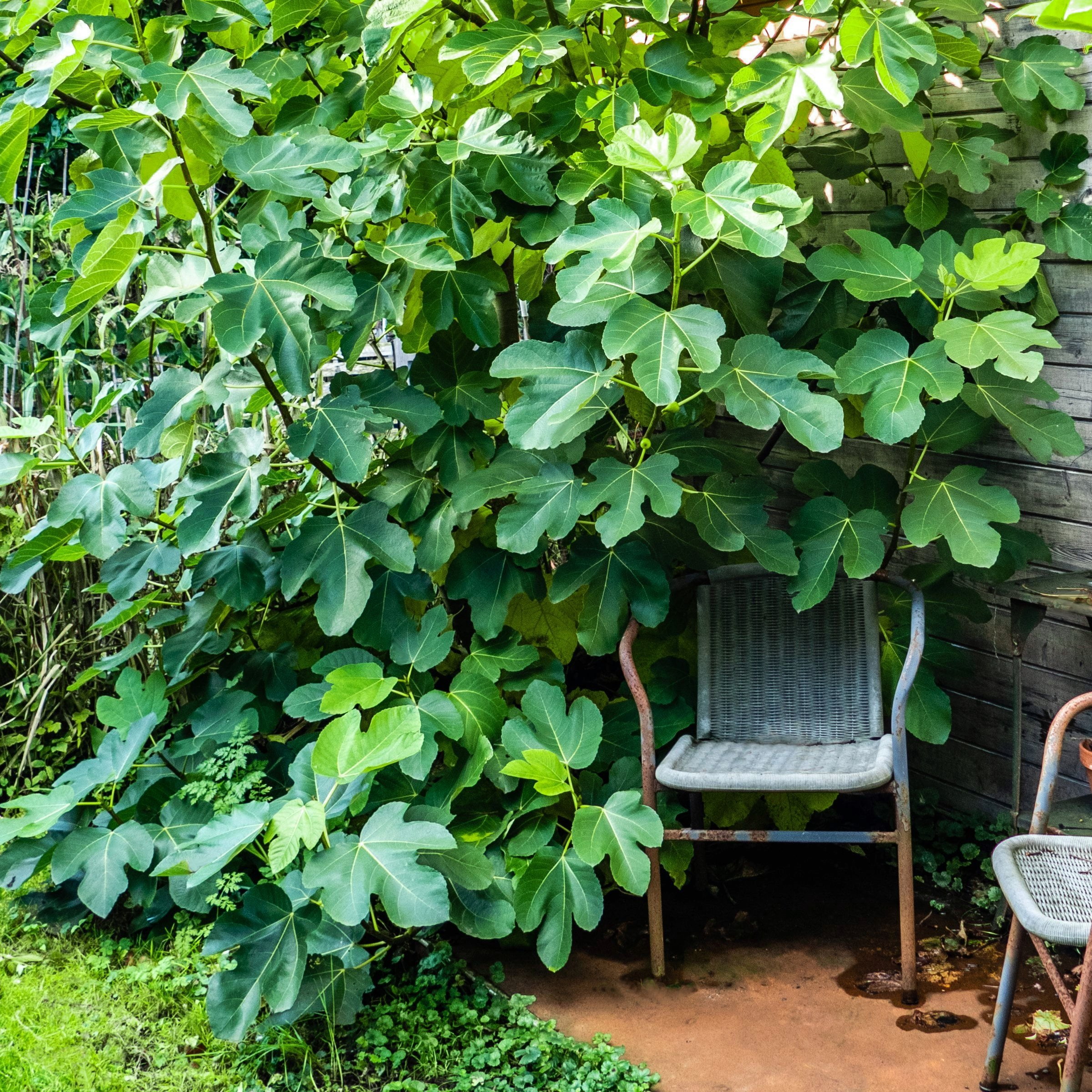 National Plant Network 3 gal Celeste Fig Live Shrub with Full Sunlight