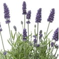 thumbnail image 3 of Better Homes & Gardens 2QT Vintro Lavender Live Perennial Plant Sun 3 -Pack, 3 of 5