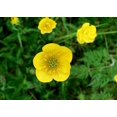 thumbnail image 3 of 50 Bulbous BUTTERCUP / RANUNCULUS Yellow Flower Seeds, 3 of 3