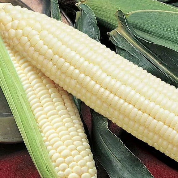 Silver Queen Hybrid Sweet Corn - 1/2 OZ ~60 Seeds - Non-GMO Hybrid Vegetable Gardening Seeds