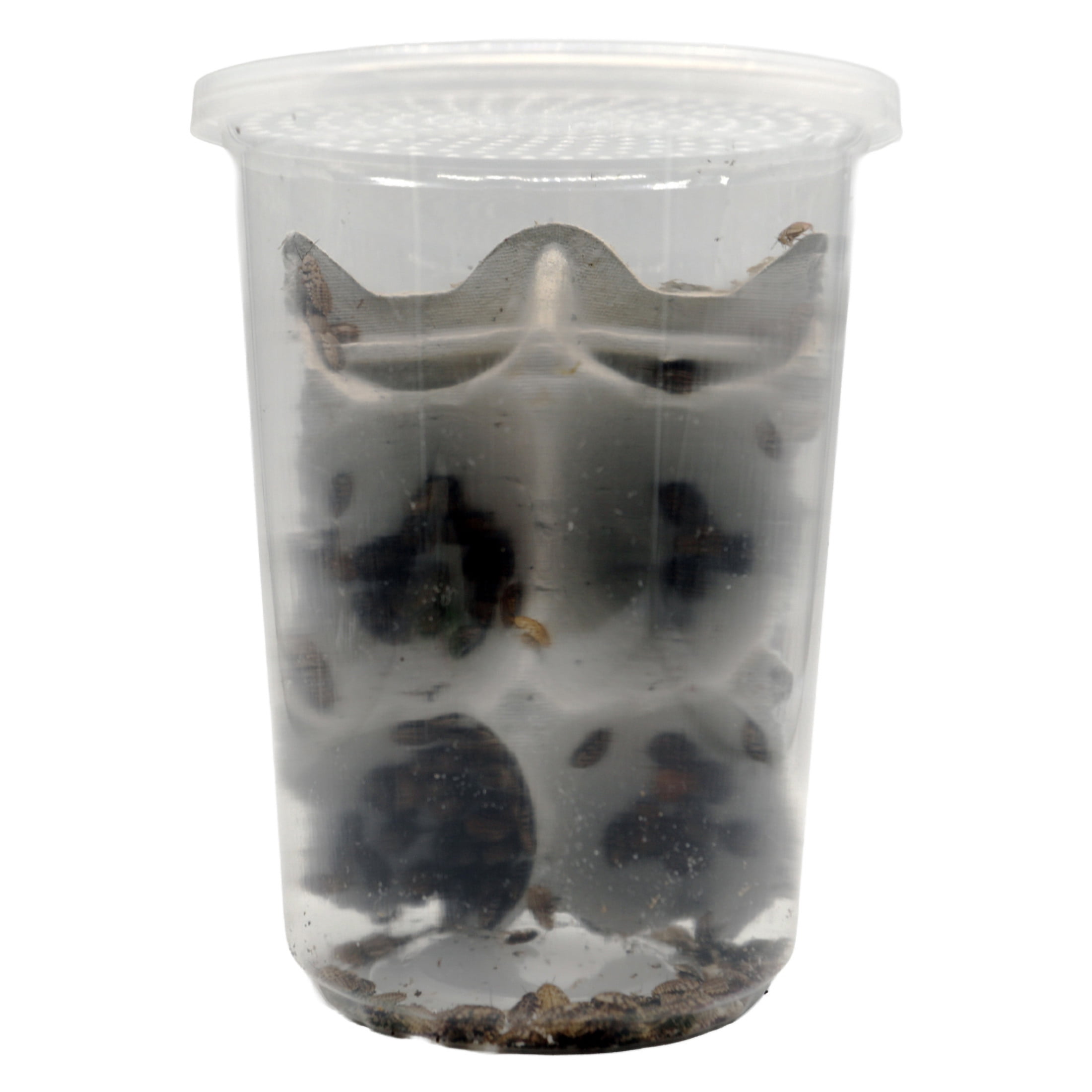 ReptiCulture Small Dubia 250 ct